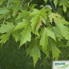 Attēlu rezultāti vaicājumam “Acer saccharinum”