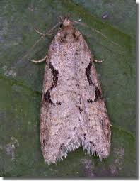 Attēlu rezultāti vaicājumam “Semioscopis steinkellneriana”