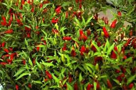 Afbeeldingsresultaat voor thai bird pepper hot pepper