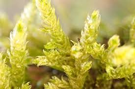 Attēlu rezultāti vaicājumam “Hypnum cupressiforme var. lacunosum”