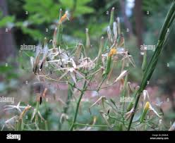 Attēlu rezultāti vaicājumam “Mycelis muralis leaf”
