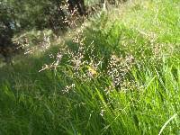 Attēlu rezultāti vaicājumam “Agrostis stolonifera subsp. straminea”