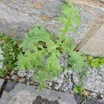 Attēlu rezultāti vaicājumam “Senecio viscosus fruit”
