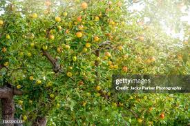Attēlu rezultāti vaicājumam “Malus x zumi fruit”