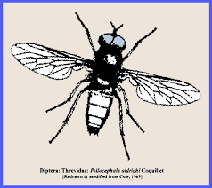 Attēlu rezultāti vaicājumam “Therevidae larva”