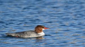 Attēlu rezultāti vaicājumam “Mergus merganser female”