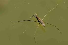 Attēlu rezultāti vaicājumam “Aquarius najas”