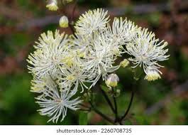 Attēlu rezultāti vaicājumam “Thalictrum aquilegifolium bud”