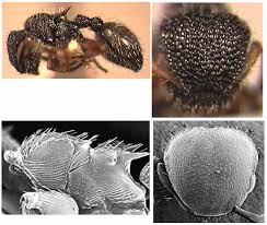 Attēlu rezultāti vaicājumam “Cephaloziella elachista macro”