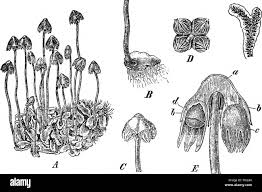 Attēlu rezultāti vaicājumam “Preissia quadrata”