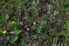 Attēlu rezultāti vaicājumam “Salix aurita”