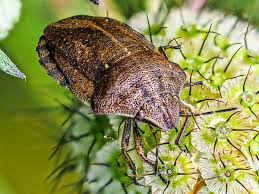 Attēlu rezultāti vaicājumam “Eurygaster testudinaria imago”