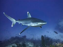 Image result for Carcharhinus albimarginatus