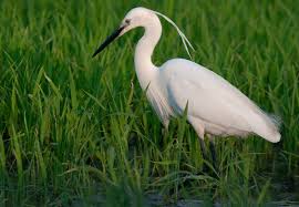 Image result for Egretta garzetta