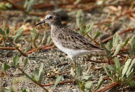 Image result for Calidris melanotos