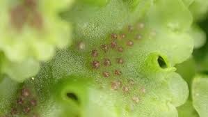 Attēlu rezultāti vaicājumam “Pellia neesiana”