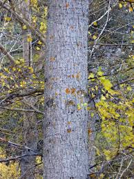 Attēlu rezultāti vaicājumam “Populus x canadensis fruit”