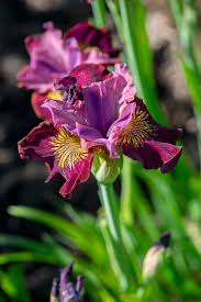 Attēlu rezultāti vaicājumam “Iris sibirica”