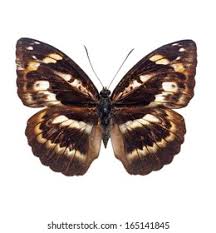 Attēlu rezultāti vaicājumam “Araschnia levana upperside”