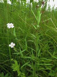 Image result for Weidenröschen