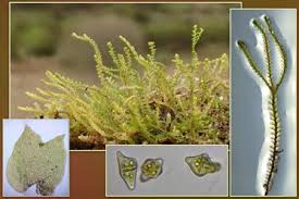 Attēlu rezultāti vaicājumam “Anastrophyllum minutum”