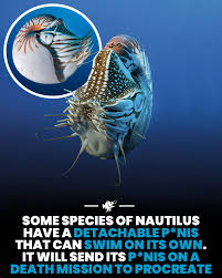 Attēlu rezultāti vaicājumam “Polypogon tentacularius male”