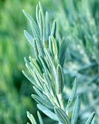 Attēlu rezultāti vaicājumam “Andromeda polifolia leaf”