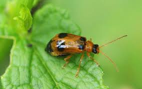 Attēlu rezultāti vaicājumam “Phyllobrotica quadrimaculata”
