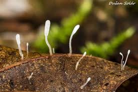 Attēlu rezultāti vaicājumam “Typhula setipes”