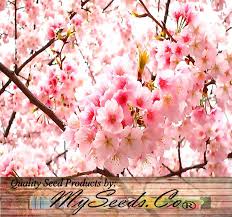 Attēlu rezultāti vaicājumam “Prunus (sakura)”