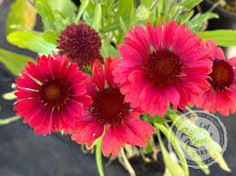 Image result for Gaillardia