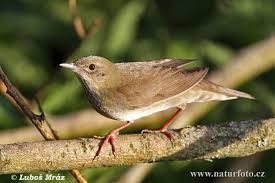 Image result for Locustella fluviatilis