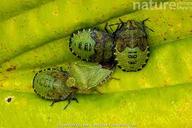 Attēlu rezultāti vaicājumam “Palomena prasina nymph”