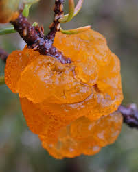 Attēlu rezultāti vaicājumam “Gymnosporangium cornutum”