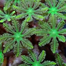 Attēlu rezultāti vaicājumam “Collaria sp.”