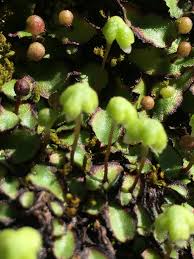 Attēlu rezultāti vaicājumam “Orthotrichum pumilum sporophyte”