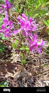 Attēlu rezultāti vaicājumam “Rhododendron canadense flower”