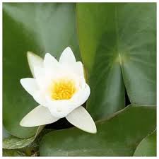 Attēlu rezultāti vaicājumam “Nymphaea candida leaf”