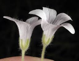 Attēlu rezultāti vaicājumam “Callitriche verna flower”