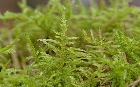 Attēlu rezultāti vaicājumam “Cirriphyllum piliferum”