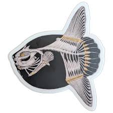 Image result for Mola mola