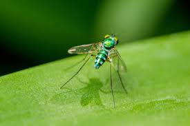 Attēlu rezultāti vaicājumam “Dolichopodidae”