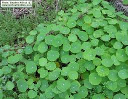 Attēlu rezultāti vaicājumam “Tropaeolum majus leaf”