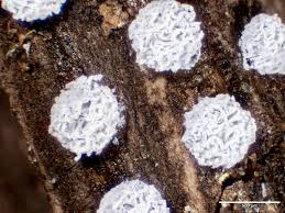 Attēlu rezultāti vaicājumam “Oligonema persimile sessile”