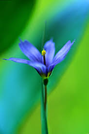 Attēlu rezultāti vaicājumam “Sisyrinchium montanum”