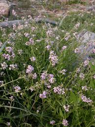 Attēlu rezultāti vaicājumam “Cakile maritima subsp. baltica flower”
