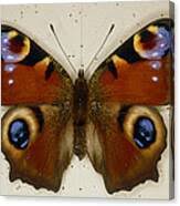 Attēlu rezultāti vaicājumam “Inachis io underside”