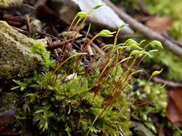 Attēlu rezultāti vaicājumam “Campylium chrysophyllum”