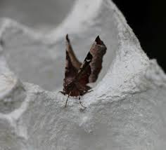 Attēlu rezultāti vaicājumam “Colostygia pectinataria female”