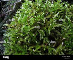 Attēlu rezultāti vaicājumam “Homalothecium sericeum”